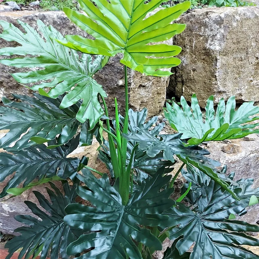 Philodendron XL grün detail