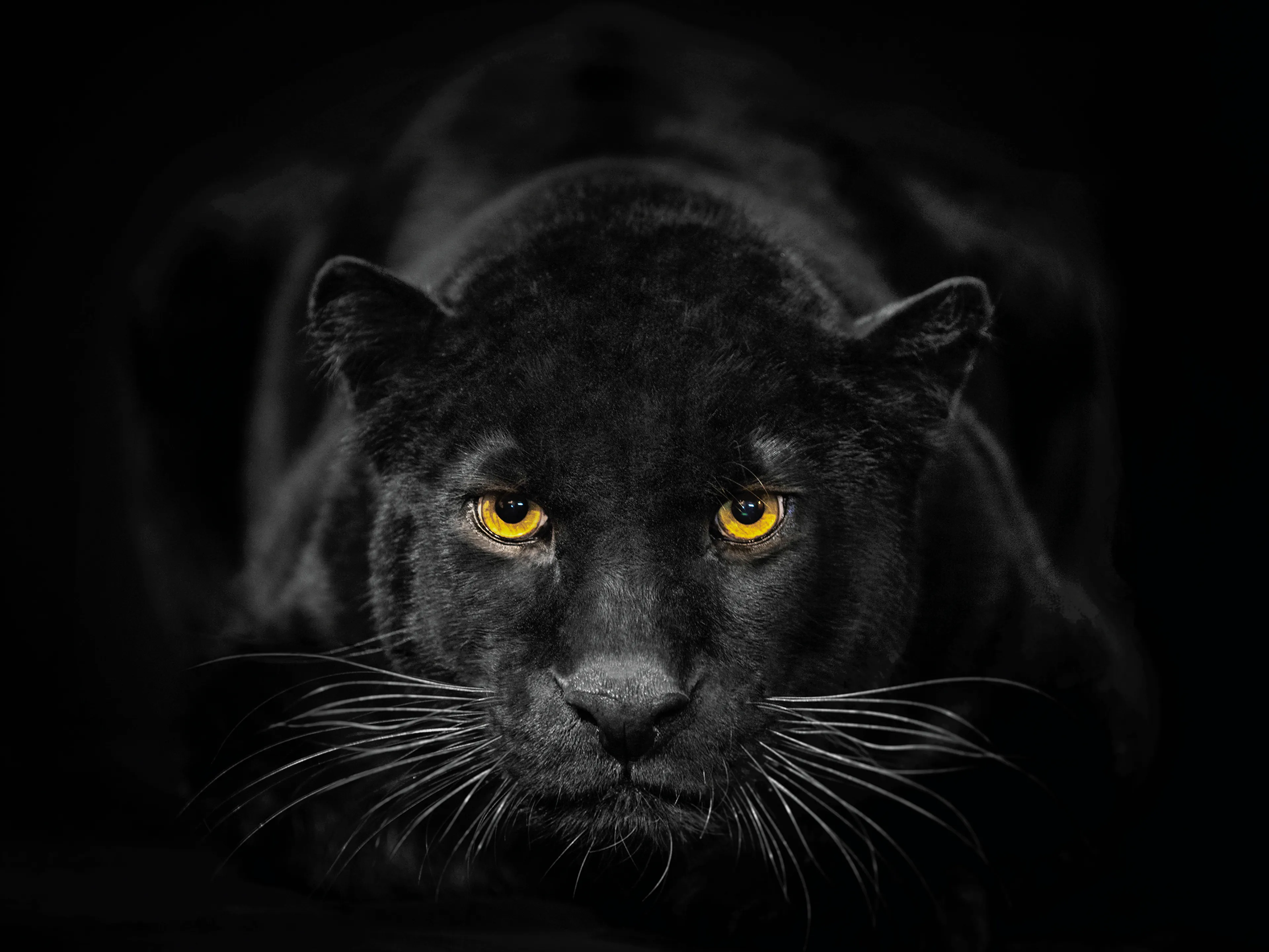 Glasbild 30 x 40 cm Black Panther III
