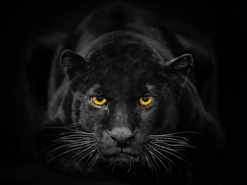 Tiere / Panter / Black Panther hauptaufnahme
