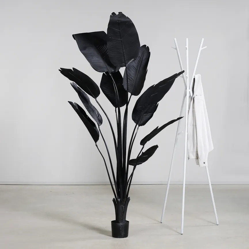 Strelitzie M schwarz detail