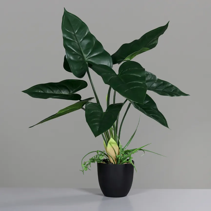 Calla grün milieu