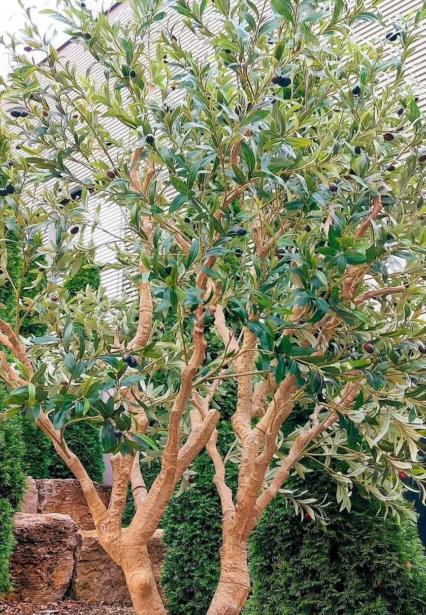 Olivenbaum grün detail