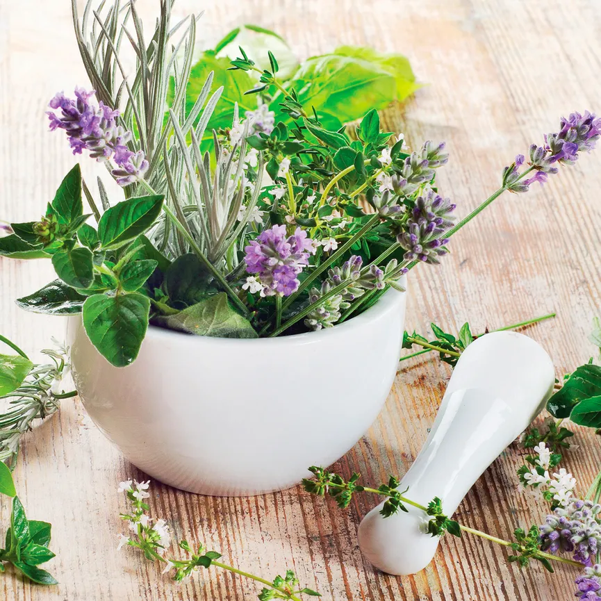 Küche - Fresh Herbs II hauptaufnahme