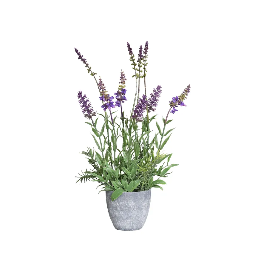 Lavendel lavendel hauptaufnahme