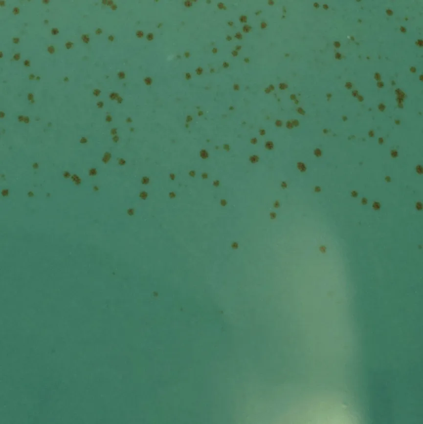 Suppenteller material_farbe