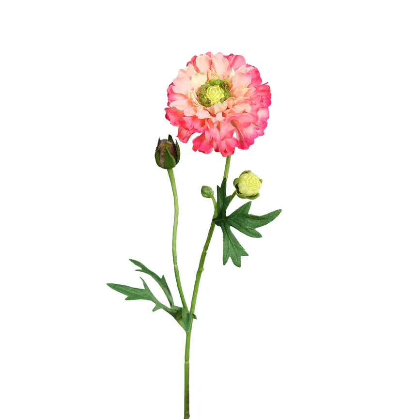 Ranunkel pink hauptaufnahme