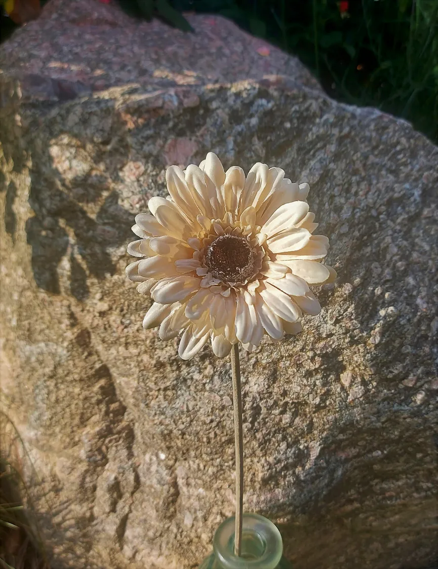 Gerbera "Vintage" creme-braun milieu