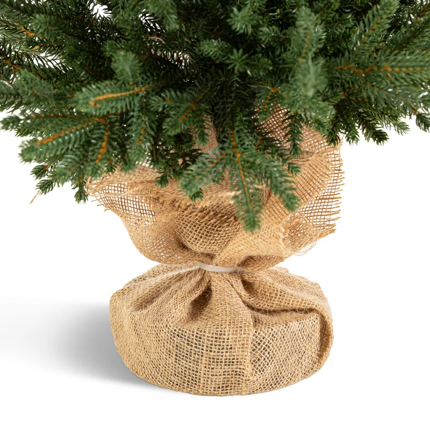 Zwergfichte S detail