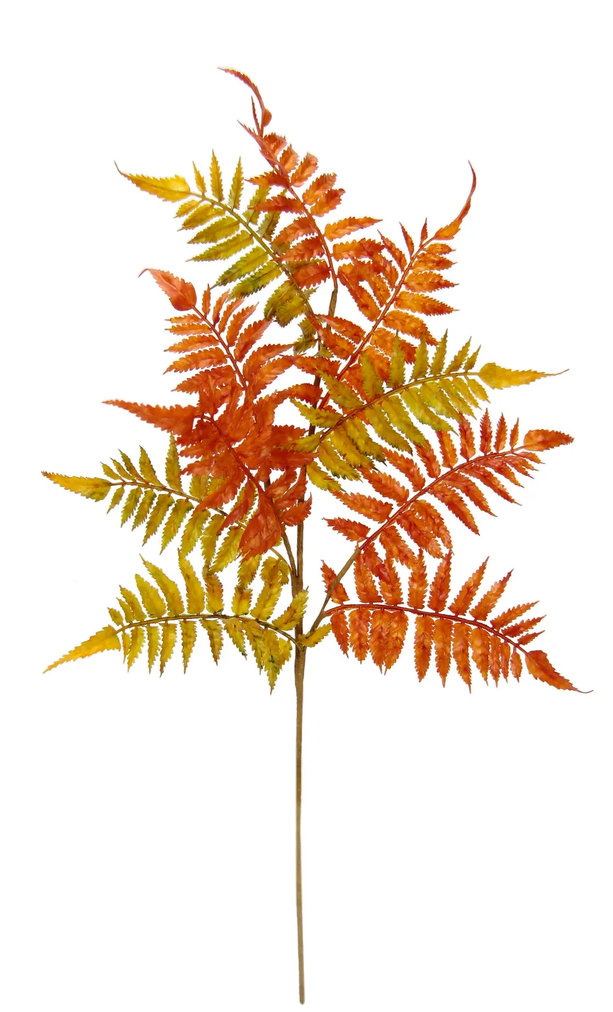 Farnzweig gelb-orange hauptaufnahme