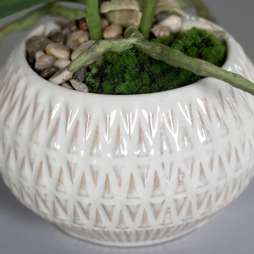 Orchidee creme detail
