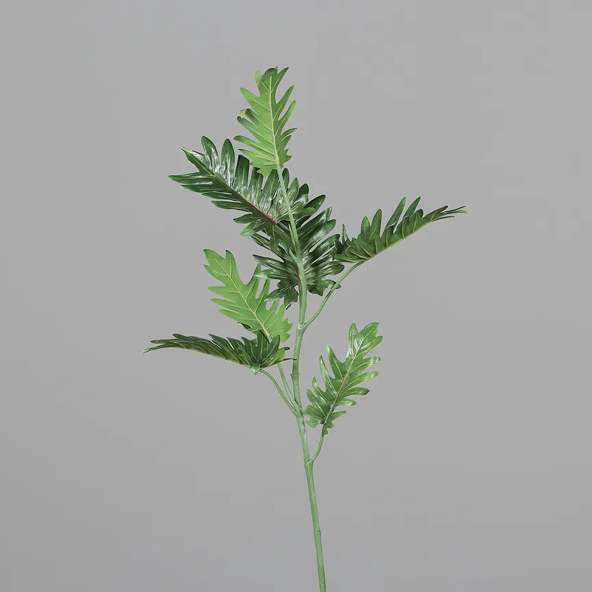 Philodendron grün hauptaufnahme