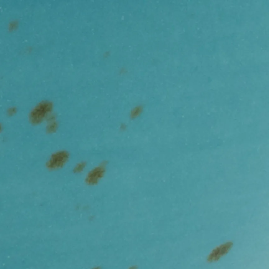 Buddha Bowl material_farbe