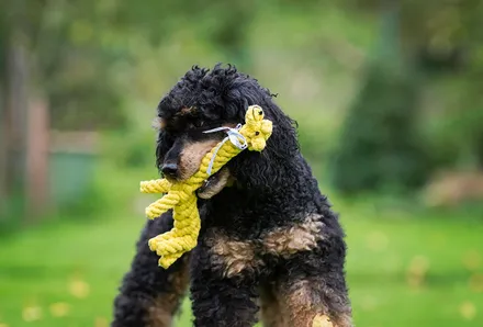 Hundespielzeug image