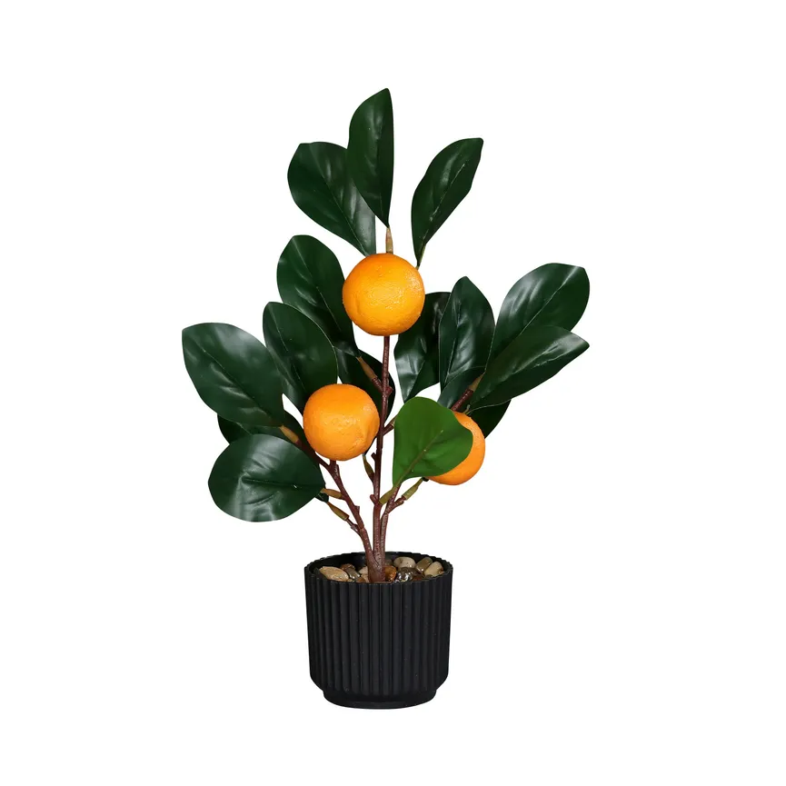 Orangenbaum hauptaufnahme