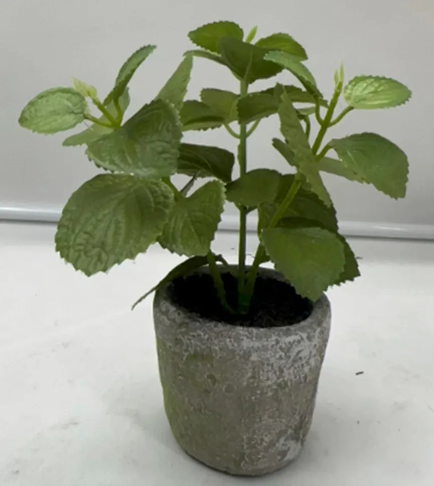 Minze grün milieu