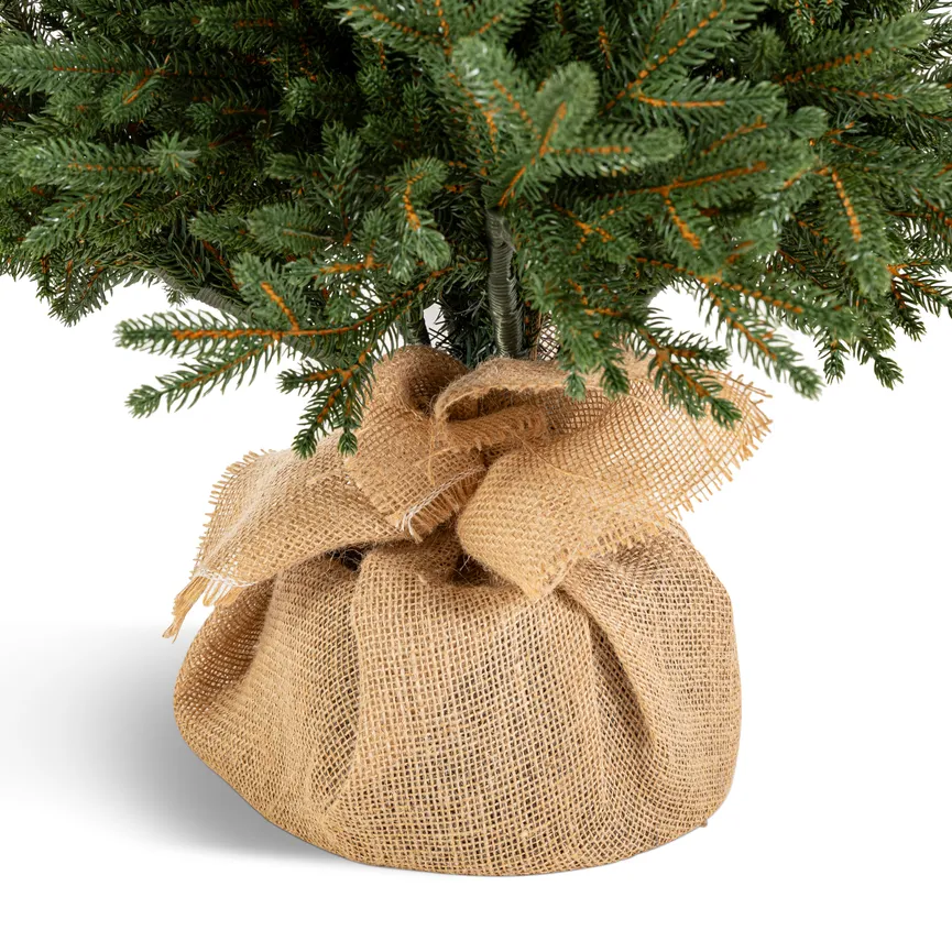 Zwergfichte M detail