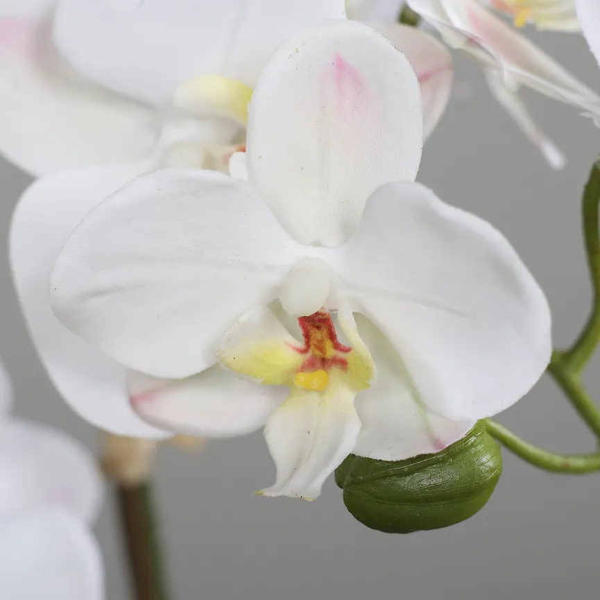 Orchidee creme detail