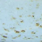 material_farbe