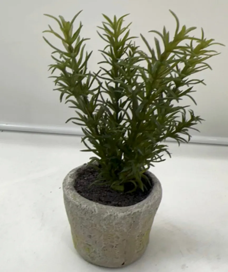 Rosmarin grün milieu