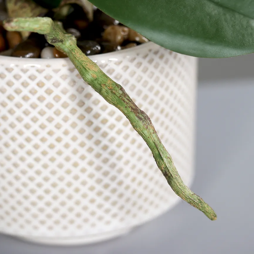 Orchidee creme detail