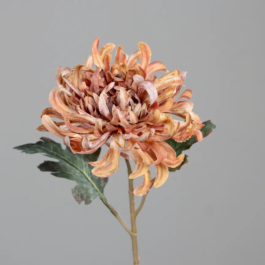 Chrysantheme honig detail