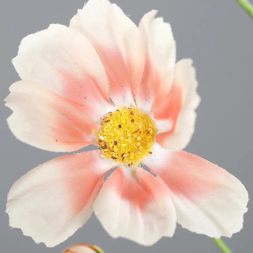 Cosmea apricot detail