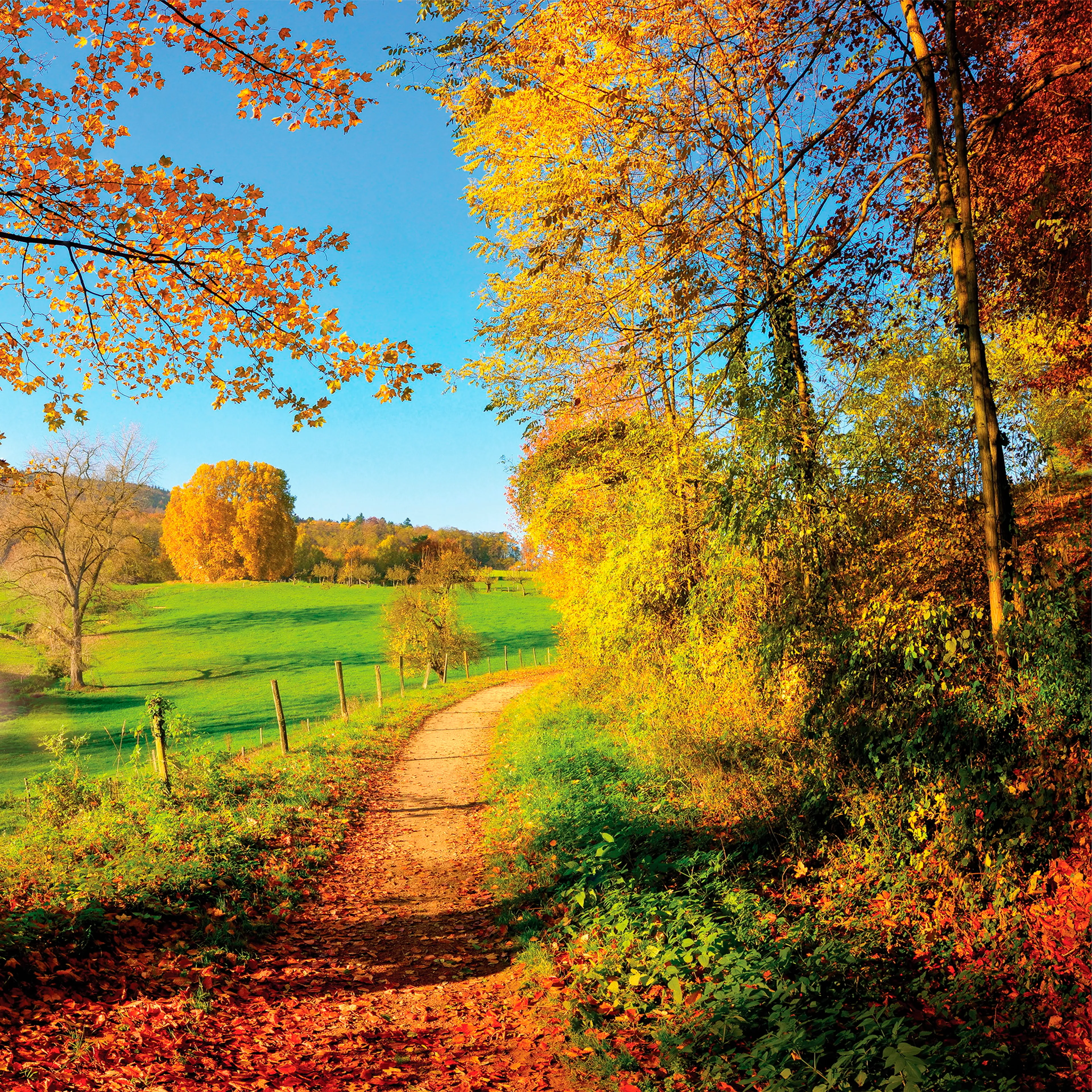 Glasbild 50 x 50 cm Sunny Autumn V