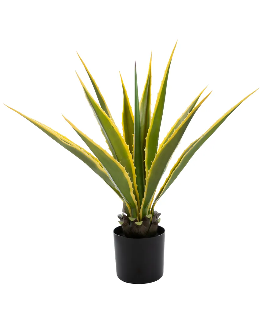 Agave M grün-gelb hauptaufnahme