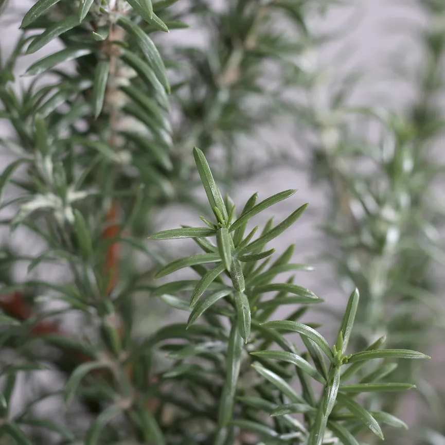 Rosmarin grün detail