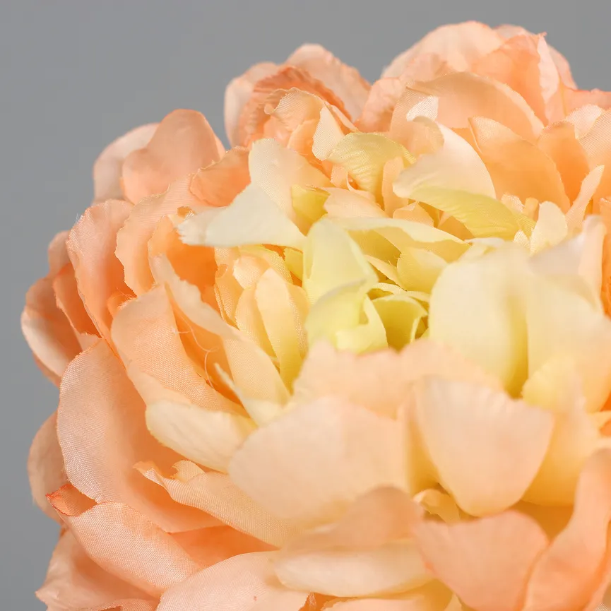 Päonie apricot detail