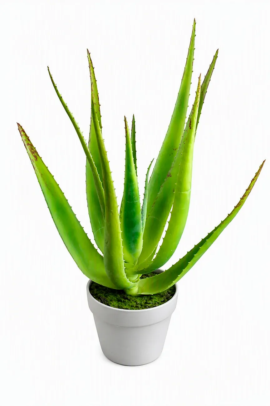 Aloe L grün hauptaufnahme