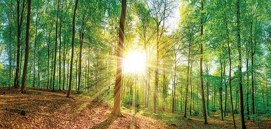 Landschaft Wald grünGreen emot hauptaufnahme
