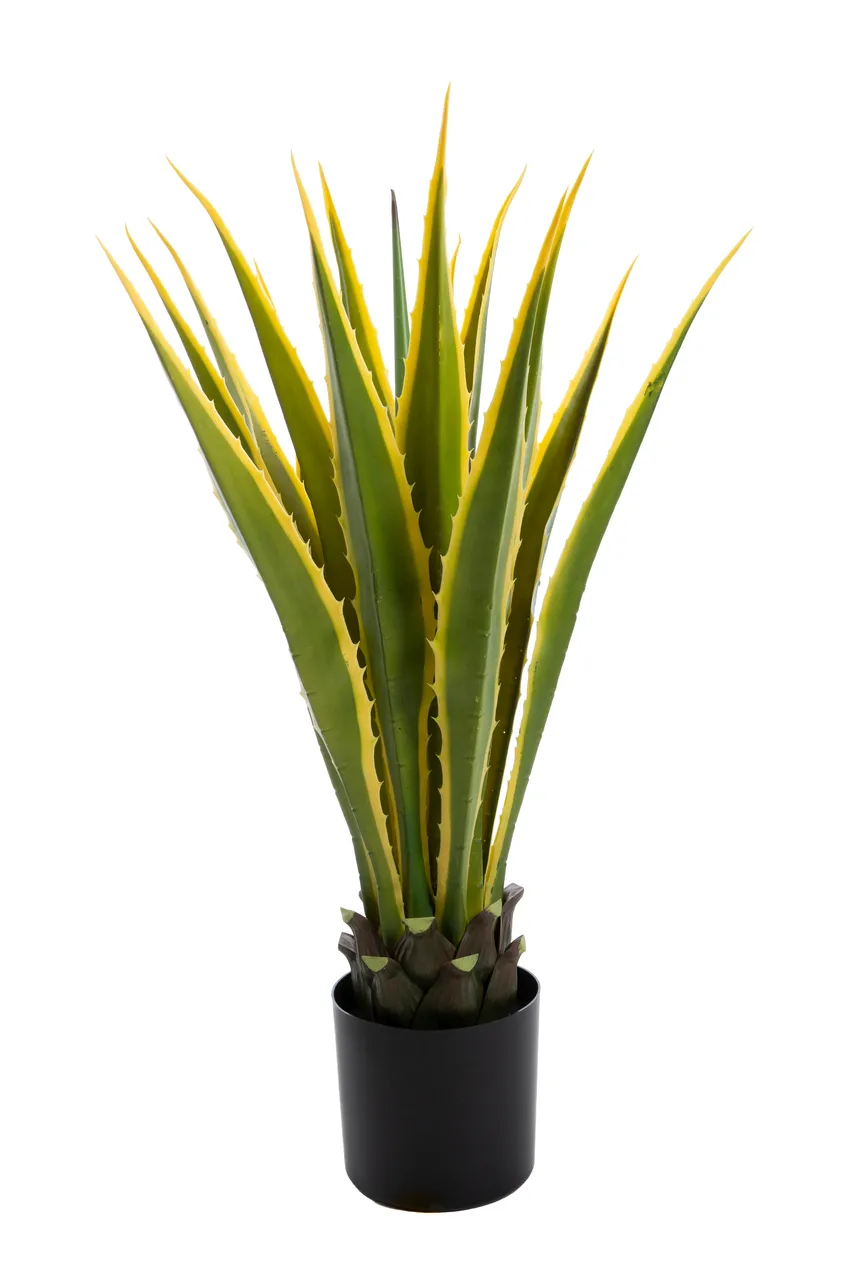 Agave L grün-gelb hauptaufnahme