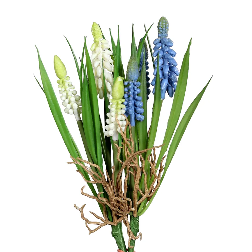 Muscari-Pick creme-blau hauptaufnahme