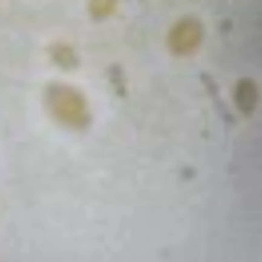 Eierbecher "Sofia" hellgrau material_farbe