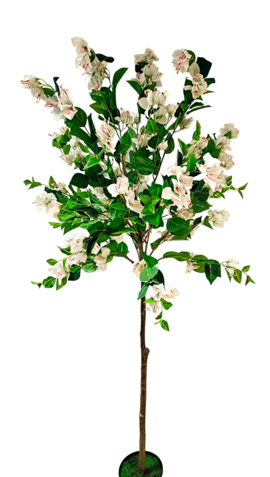 Bougainvilleabaum L weiß hauptaufnahme