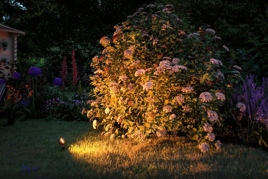 Plug&Shine Sting Basisset milieu