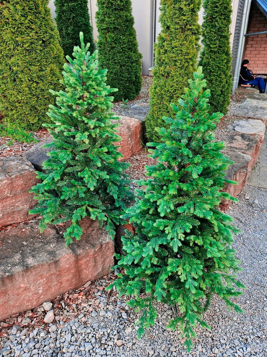Tannenbaum M milieu