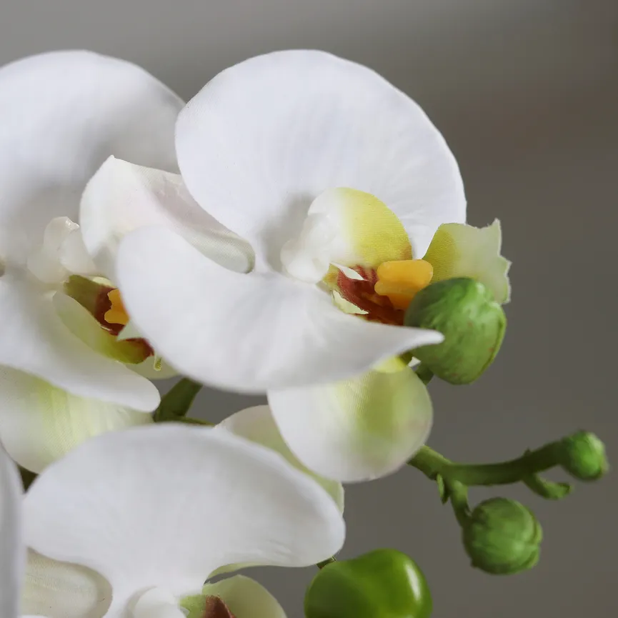 Orchidee creme detail