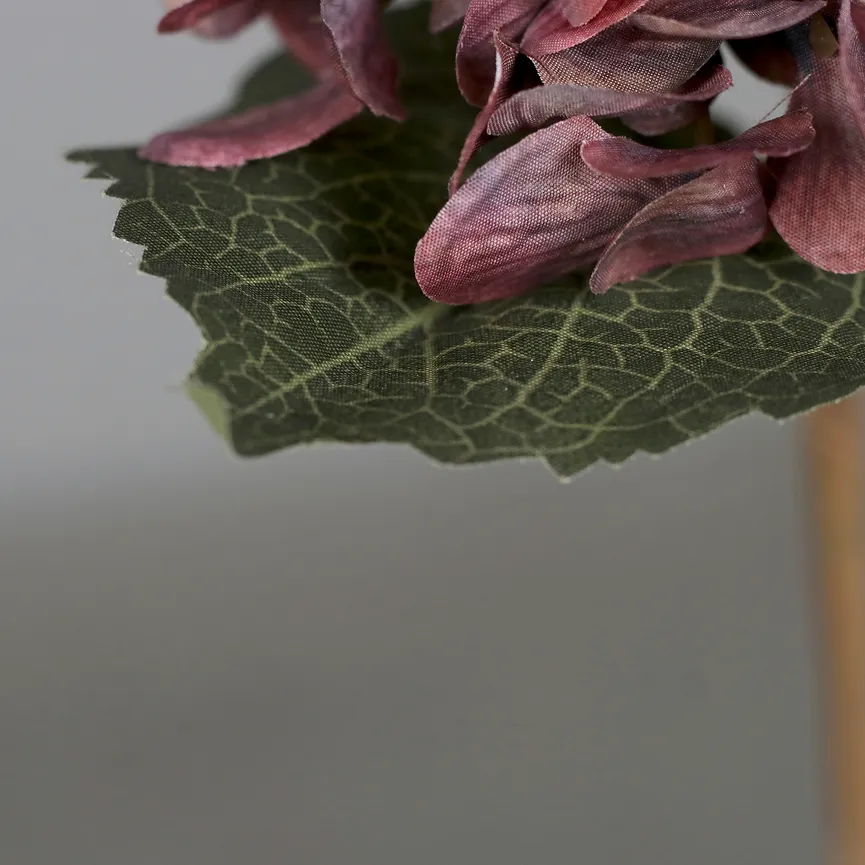 Hortensie dunkelpink detail