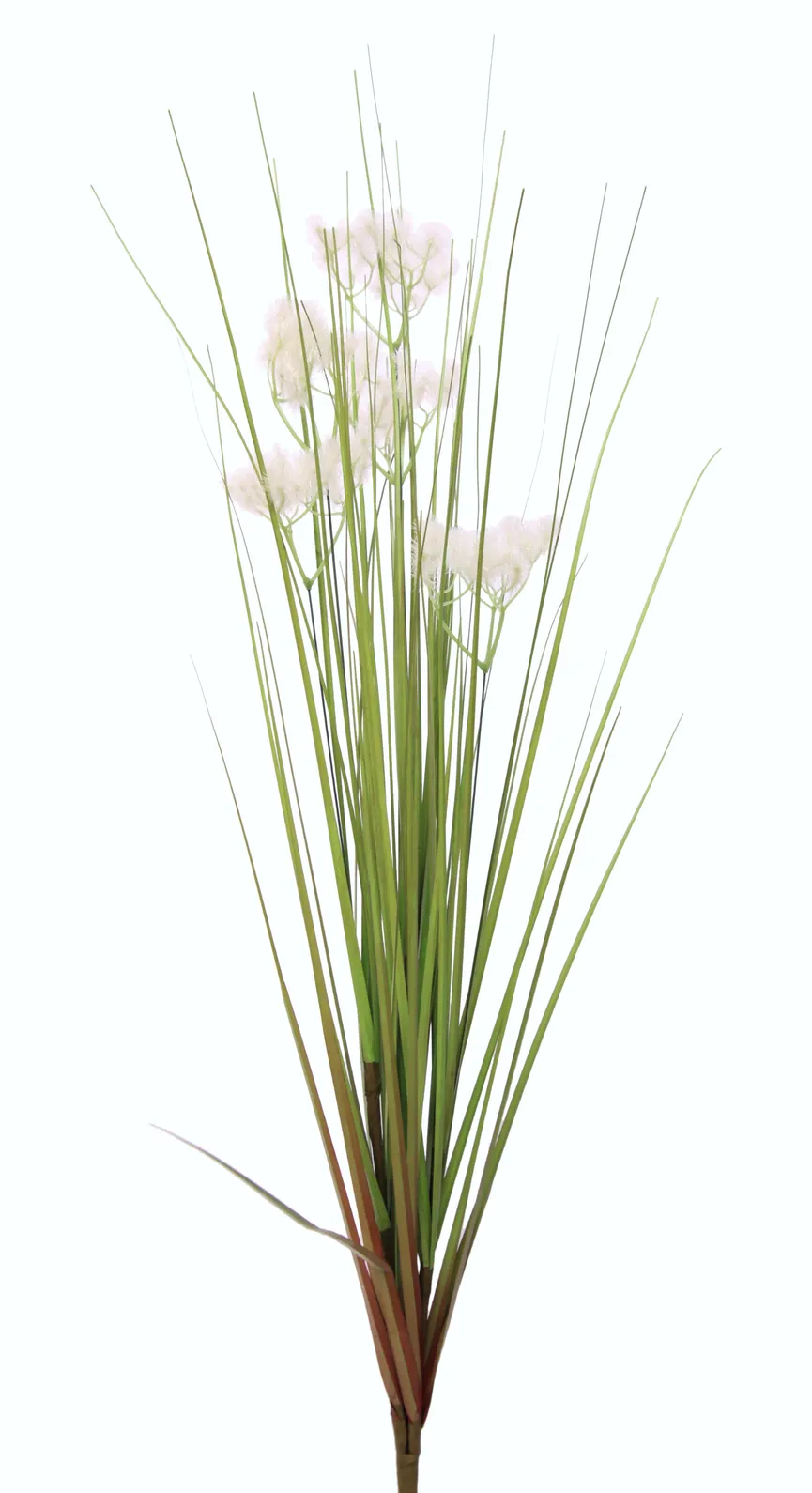 Pusteblumengrasbusch grün hauptaufnahme