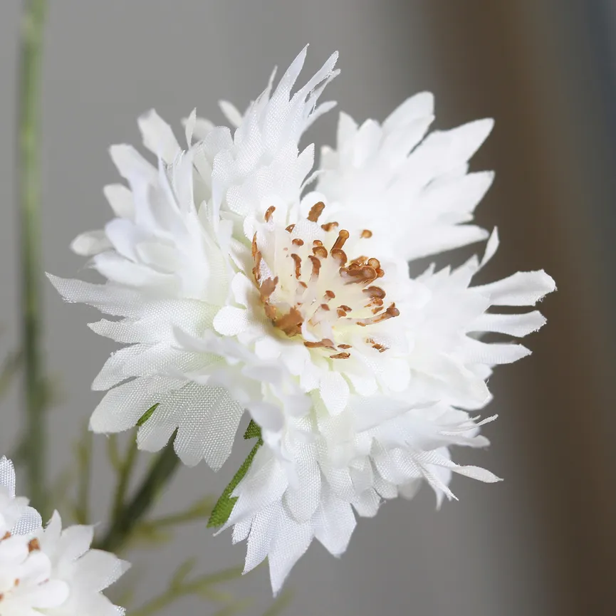 Kornblume creme detail