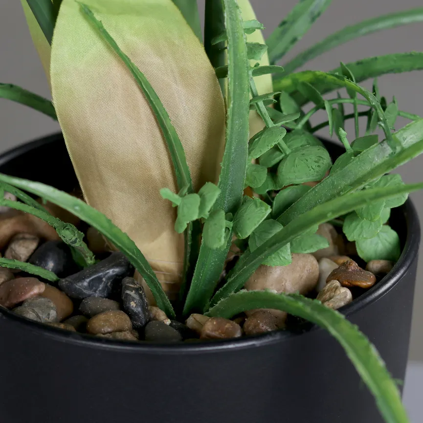 Calla grün detail