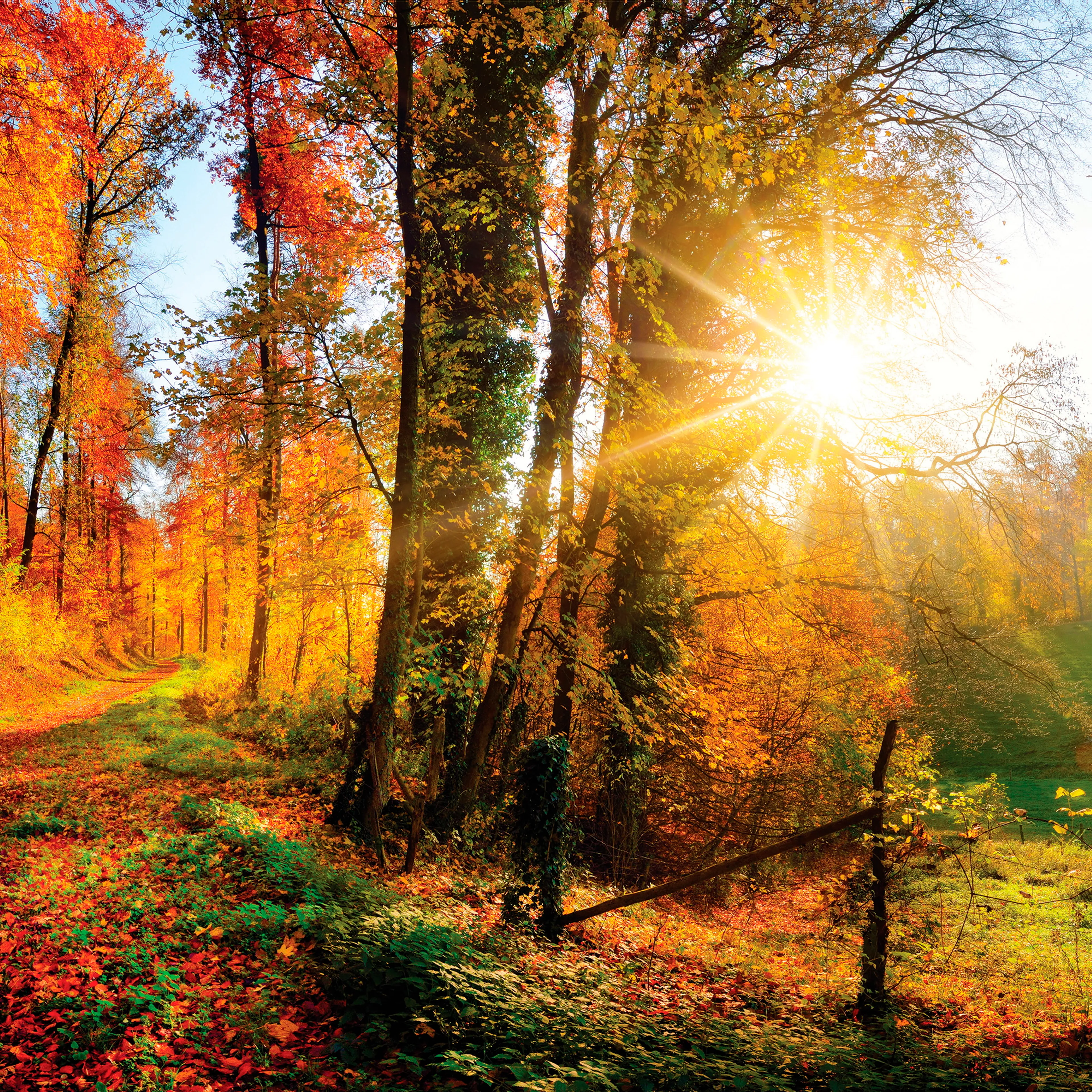 Glasbild 30 x 30 cm Sunny Autumn III