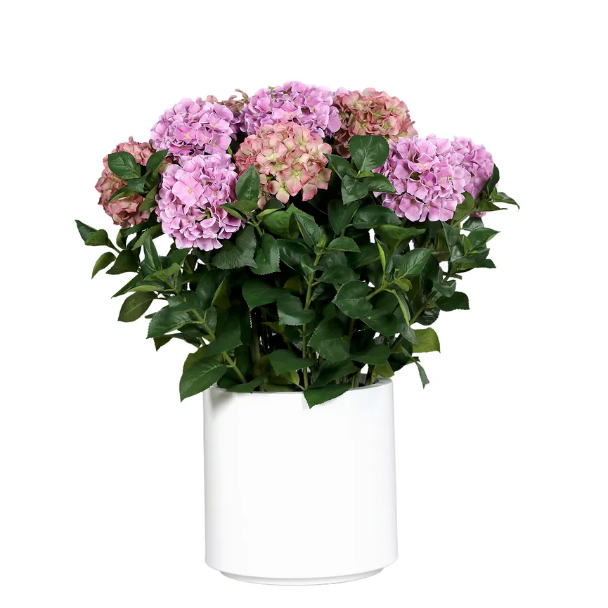 Premium Hortensien-Arrangement hauptaufnahme