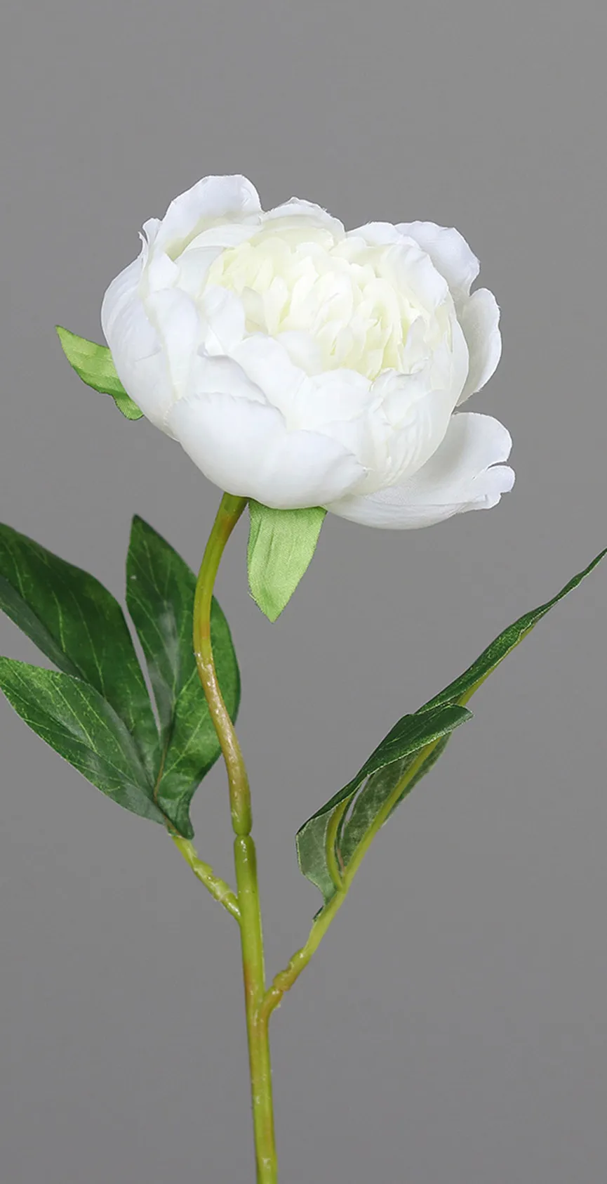 Päonie creme detail