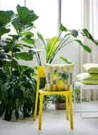 milieu