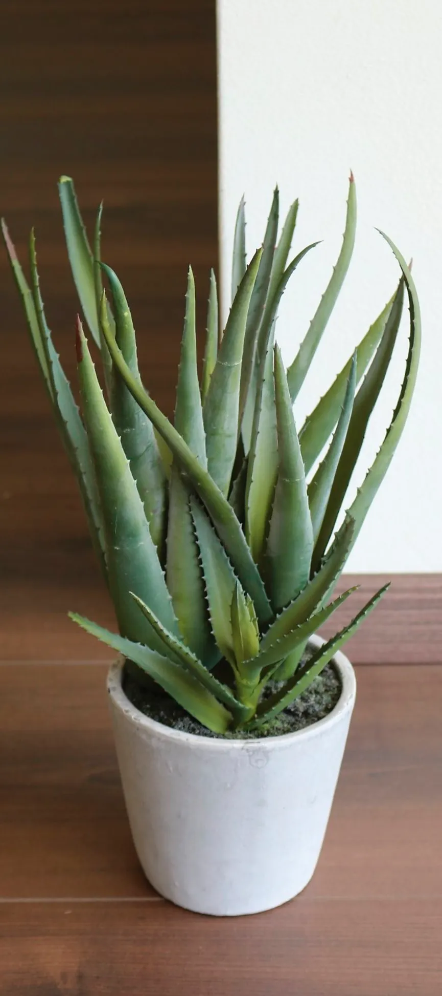 Aloe S grün milieu