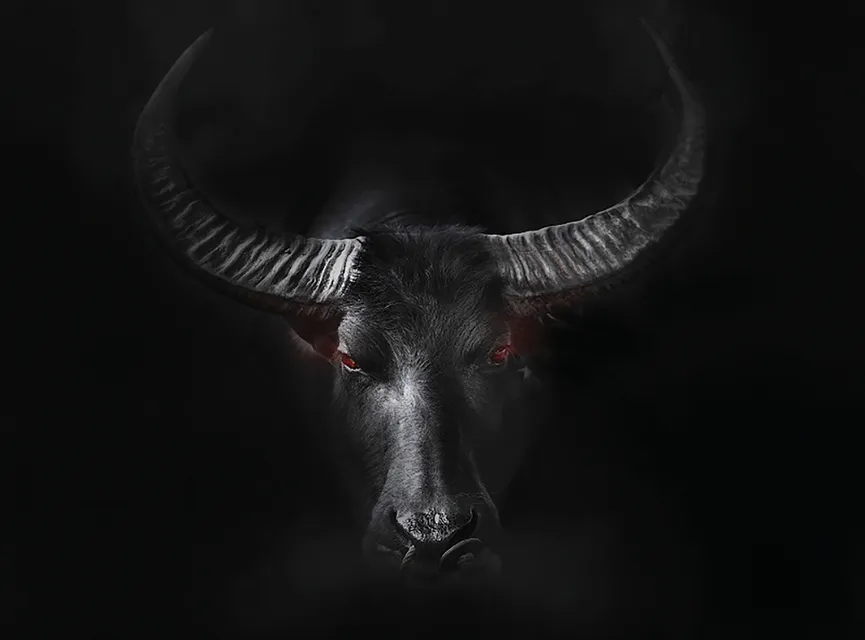 Tiere StierBlack Taurus hauptaufnahme