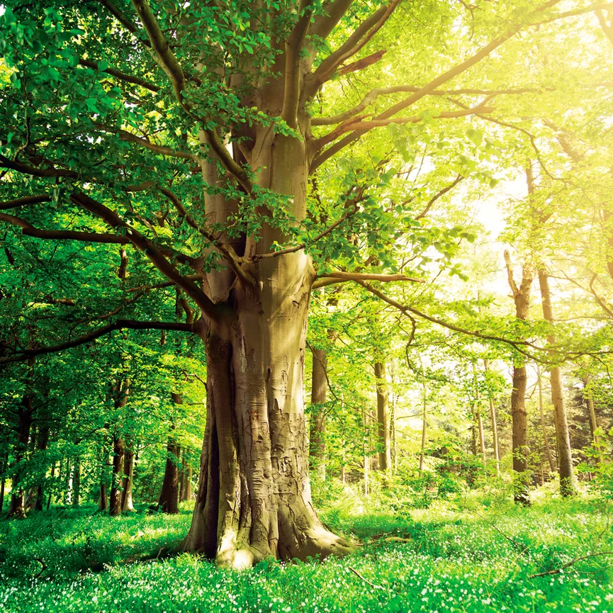Wälder - Green trees II hauptaufnahme